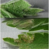 musch cribrellum larva1 volg2